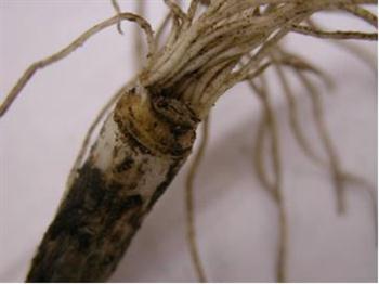 نماتد ساقه و پیاز